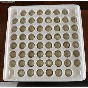 鹌鹑蛋小皮蛋无铅松花小皮蛋糖心皮蛋新鲜溏心鹌鹑皮蛋家用饭店用