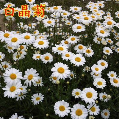 易种庭院盆栽二年生耐寒白晶菊