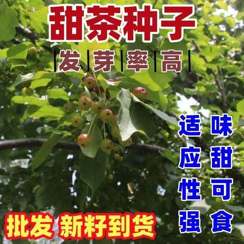 甜茶种子蒙山甜茶嫁接海棠种子