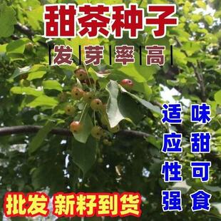 新采平邑甜茶种子蒙山甜茶嫁接海棠苹果树砧木山丁子八棱海棠种子