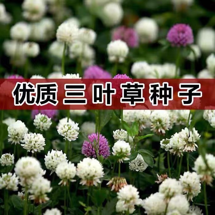 三叶草种子白三叶草籽红三叶草籽四季青草坪牧草果园绿肥四季播种