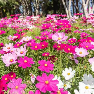 大花波斯菊种子野花组合四季易种花草绿化混色花籽矮杆格桑花种子