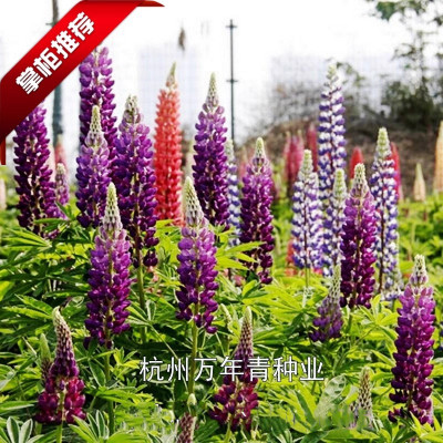 宿根羽扇豆景观绿化鲁冰花种子