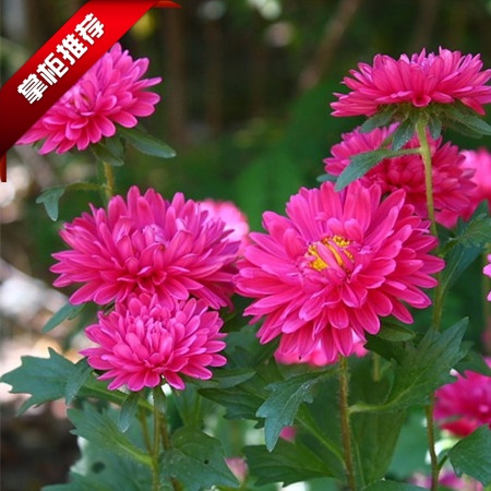 翠菊春秋阳台庭院七月花卉种子