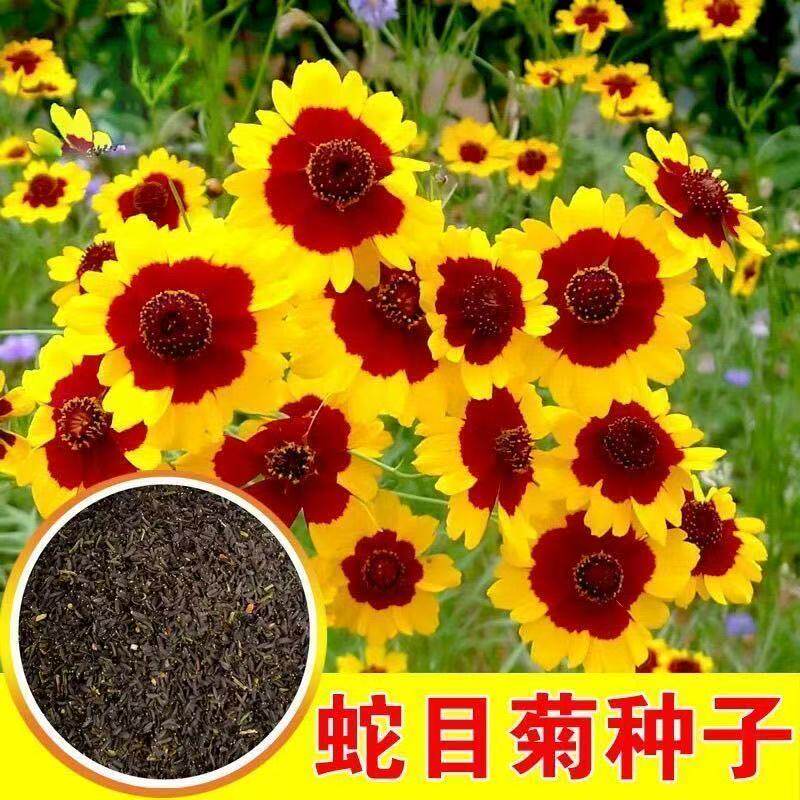 多年生蛇目菊种子昆仑雪菊双色金鸡菊种子耐寒花卉阳台盆栽可泡茶