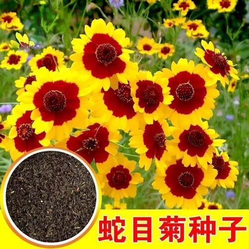 多年生双色耐寒花卉可泡茶蛇目菊
