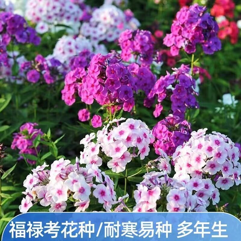 福禄考种子 芝樱种子福乐花五色梅种子盆栽花坛阳台庭院多年生花