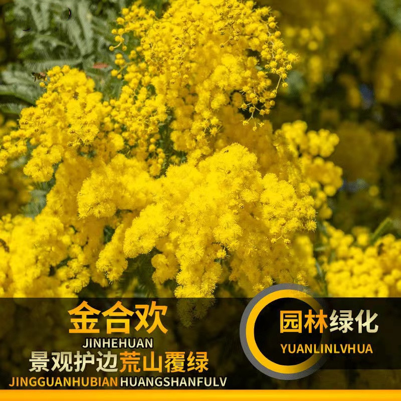 圣诞树绿化苗木种子金合欢包邮