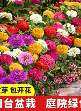 重瓣菊花别墅工程绿化植物种子