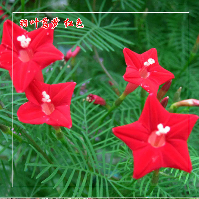 花卉羽叶茑萝种子密萝松五角星花新娘花种子游龙草锦屏封绕龙花包