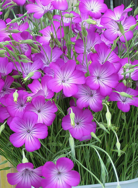 麦仙翁种子四季易播粉红色阳台庭院观赏花卉种子花籽盆栽易种