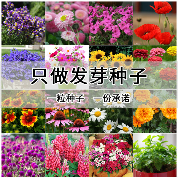 向日葵勿忘我凤仙花满9.9包邮