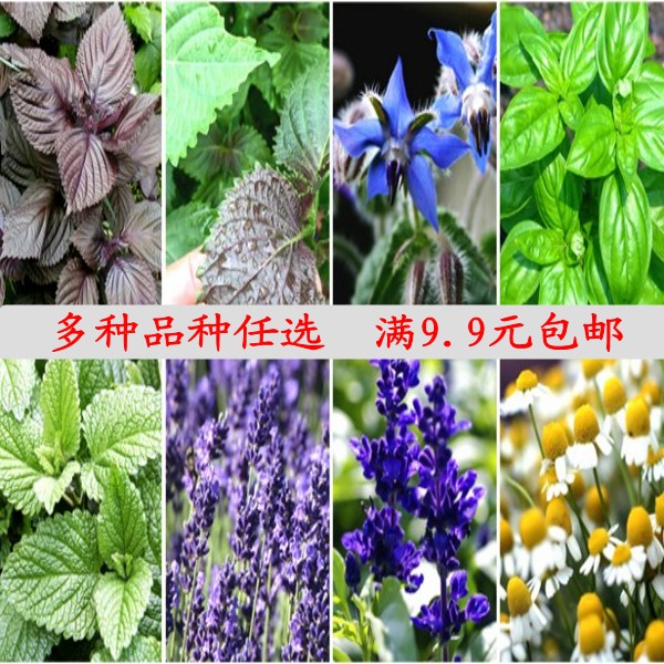 薄荷薰衣草罗勒甘菊琉璃苣紫苏藿香24种易种活香草类满9.9包邮