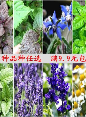 罗勒易种活香草琉璃苣满9.9包邮