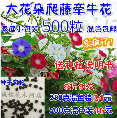 大花朵牵牛花种子爬藤花卉阳台庭院花种子植物花籽混色盆栽喇叭花