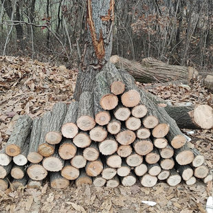 壁炉木柴干柴耐烧栎木材机器烘干木头户外露营篝火取暖炉柴火无烟