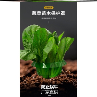 蔬菜保护罩蜗牛挡圆形植物防护罩苗木保护罩美观农业防护绿色透明