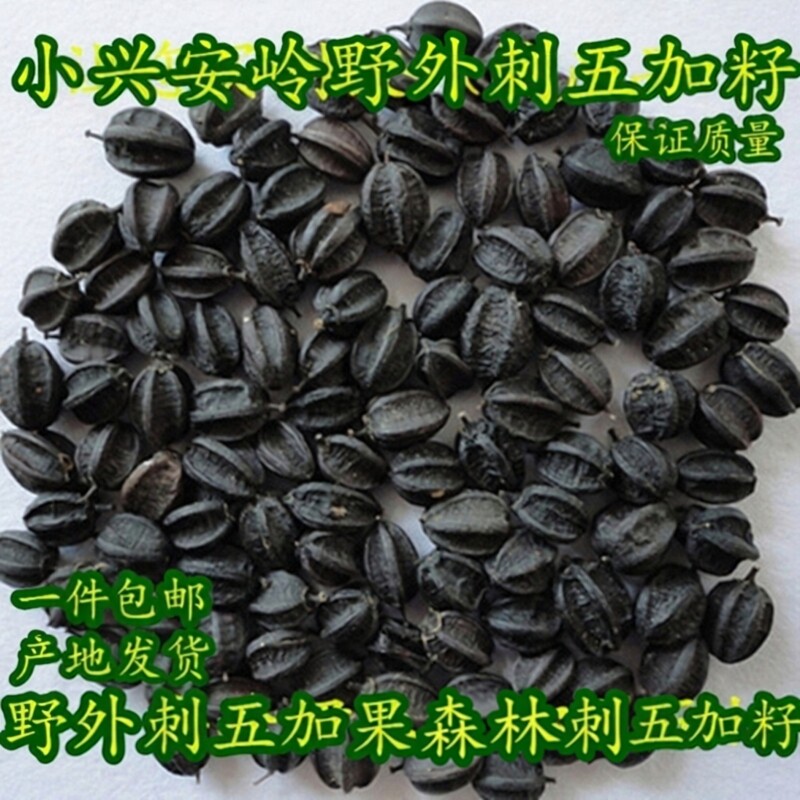 山刺五加籽伊春小兴安岭大森林五加果东北特产当年新货自然晾晒
