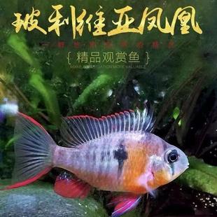 玻利维亚凤凰鱼德系荷兰凤凰鱼热带鱼草缸南美缸活体小型鱼包损