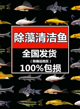 小精灵黑线飞狐小猴飞狐黄金胡子大和藻虾草缸观赏鱼除藻鱼清道夫