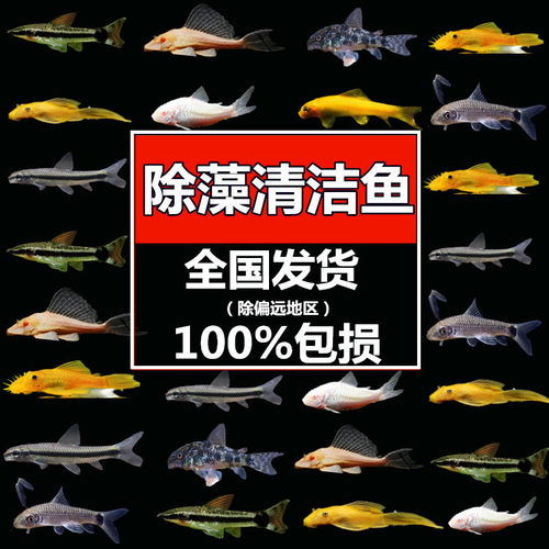 草缸观赏鱼清道夫小精灵小猴飞狐