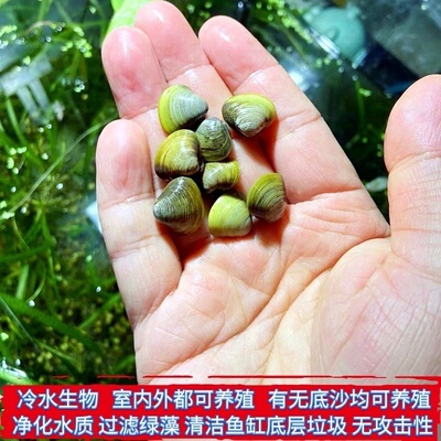 小贝螺鳑鲏繁殖黄金蚬小贝螺鳑鲏