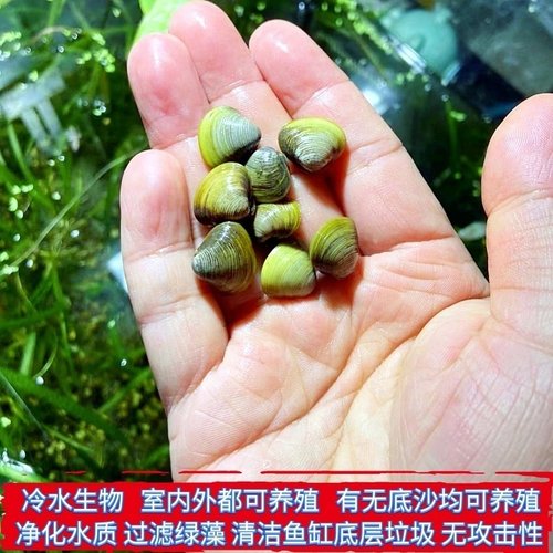 小贝螺鳑鲏繁殖黄金蚬小贝螺鳑鲏