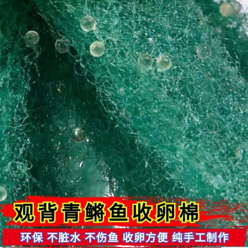 新都水景观背青鳉鱼收卵棉纯手工