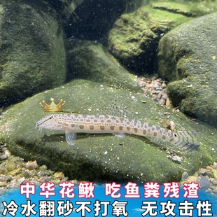 冷水清道夫中华花鳅底层淡水鱼翻砂不打氧清洁鱼粪便残渣无攻击性