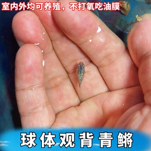 活体观赏鱼淡水球体观背青鳉新手古法养殖除油膜吃蚊虫冷水生态缸