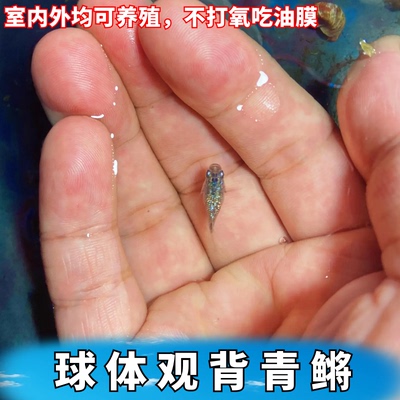 活体观赏鱼淡水球体观背青鳉新手古法养殖除油膜吃蚊虫冷水生态缸