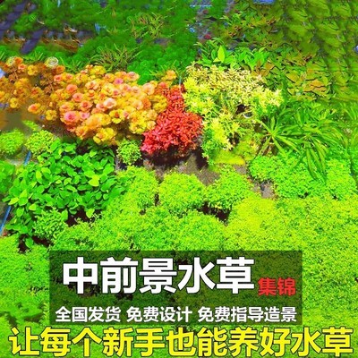 活体水草前景新手迷你