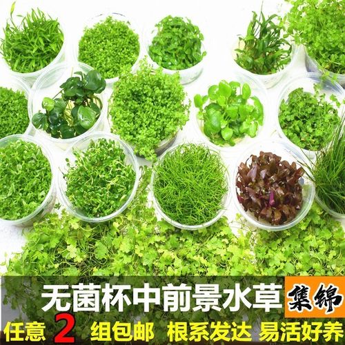 活体水草矮珍珠挖耳草牛毛草新手