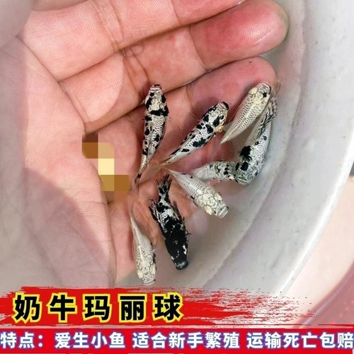 新都水景公母玛丽球鱼淡水热带鱼