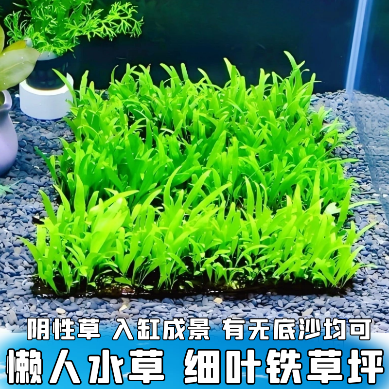 细叶铁皇冠草草坪阴性草鱼虾躲藏