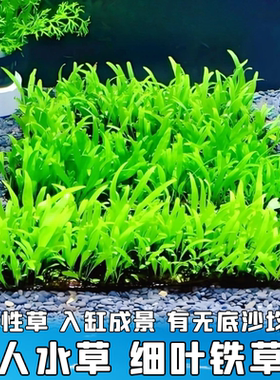 细叶铁皇冠草草坪阴性草鱼虾躲藏