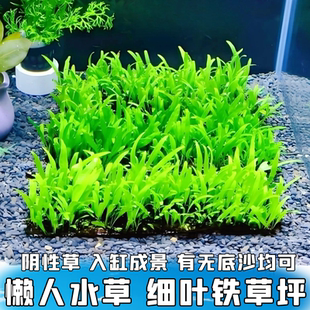 细叶铁皇冠草草坪阴性草虾窝躲藏懒人水草新手草无需底砂入缸成景