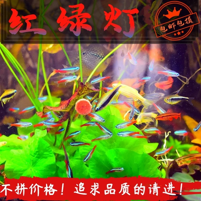 红绿灯灯科鱼新都水景公母淡水鱼