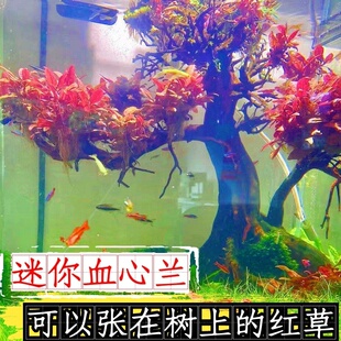 活体水草中前景草迷你血心兰草坪无菌杯淡水植物可绑沉木和造景石