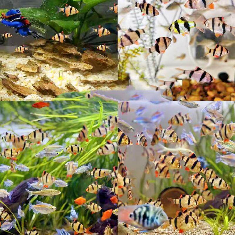 活体观赏鱼淡水小型虎皮鱼绿虎皮四间虎鱼闯缸群游鱼个大活跃好养