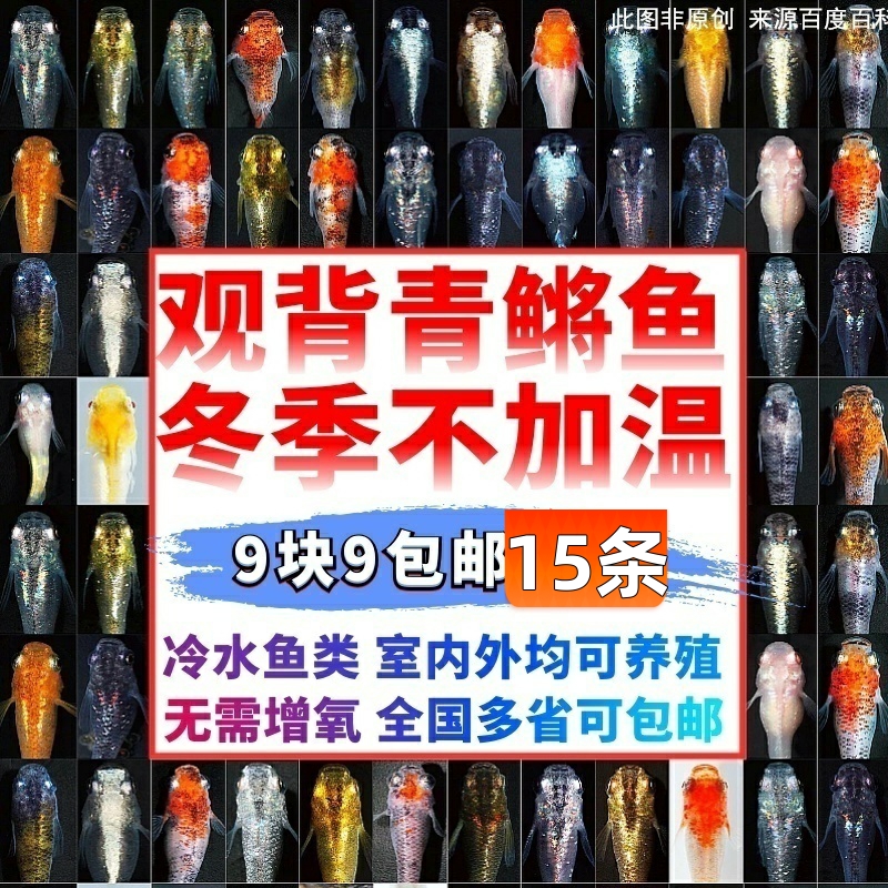 观背青鳉观赏鱼魔法鱼冷水鱼小型锦鲤金鱼淡水鱼不打氧好养活体