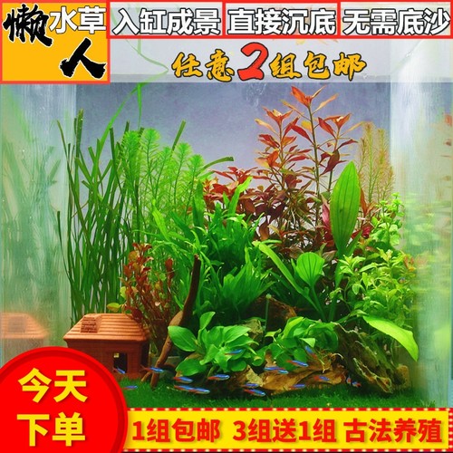 鱼缸中后景活体淡水新手好养增氧