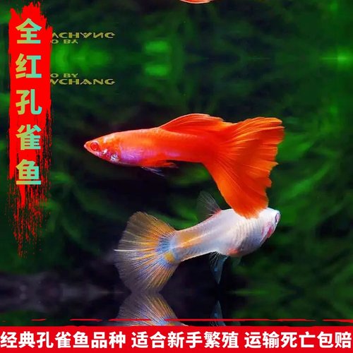 新都水景公母孔雀胎生鱼淡水鱼的