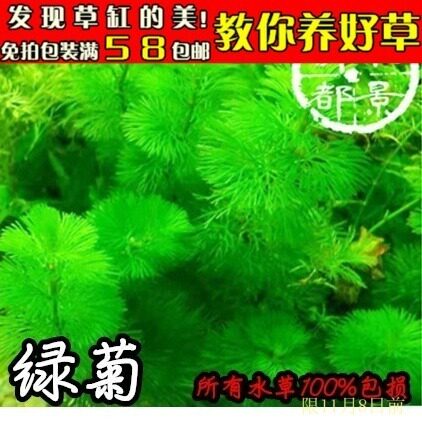 绿菊水草/新手水草/后景草/无需co2懒人水草杯