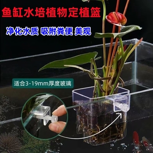 挂式半透明鱼缸水培植物定植篮水草种植杯红薯篮水培器皿定植器篮