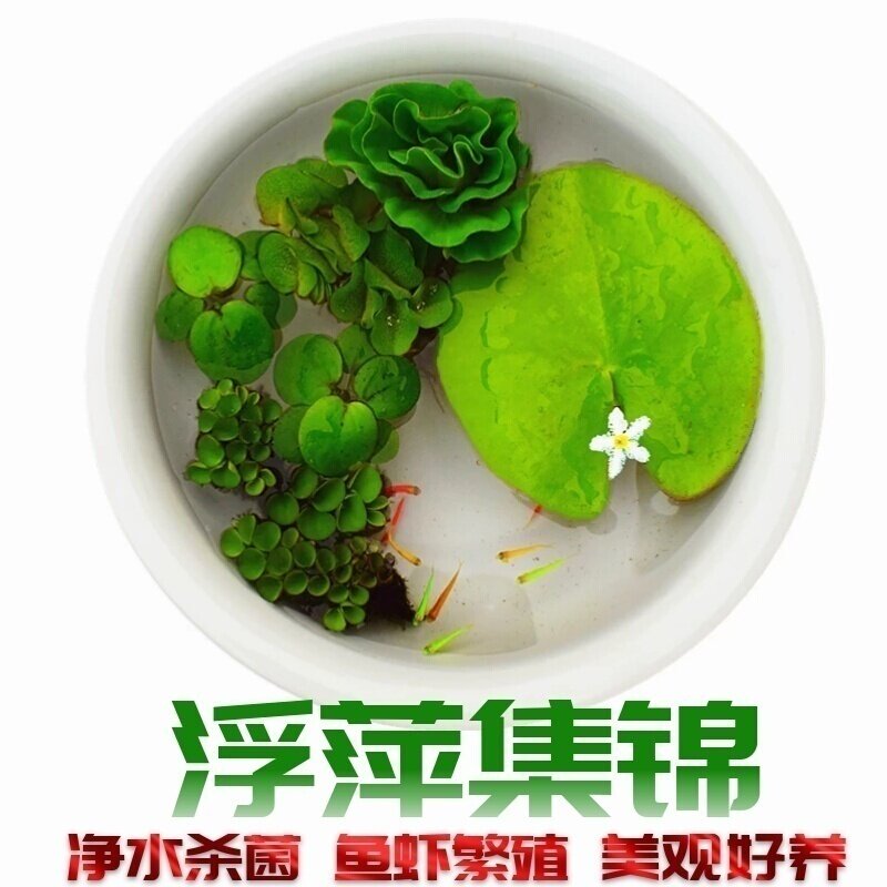 鱼缸浮萍活体水草除NO3净水质吸收肥力水葫芦睡莲四季绿植微景观