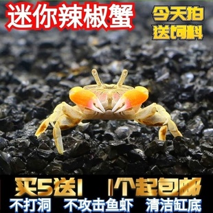 将军蟹迷你蟹辣椒蟹相手蟹观赏迷你蟹螃蟹观赏蟹活体吃虫除藻 包邮