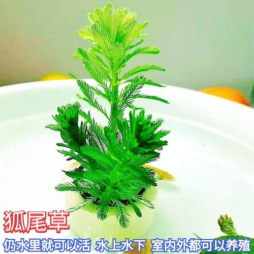 新都水景阴性草无需底沙水里就活