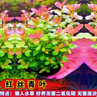 活体水草红丝青叶阴性草无需二氧化碳懒人水草好养中后景草淡水草