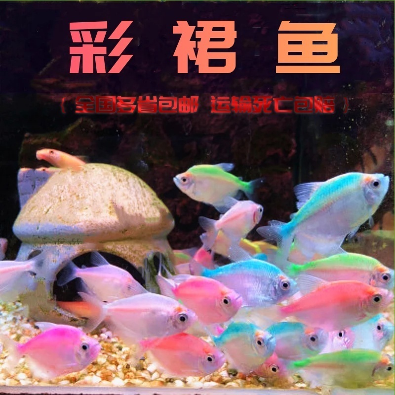 新都水景清道夫淡水鱼包邮